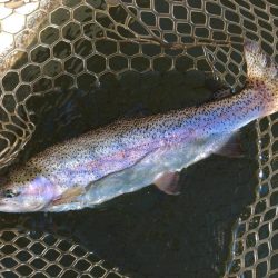 大安トラウトレイク釣果